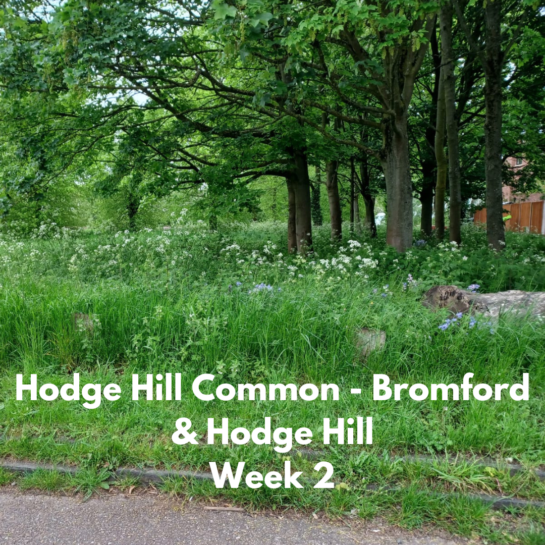 Hodge Hill Common week 2
