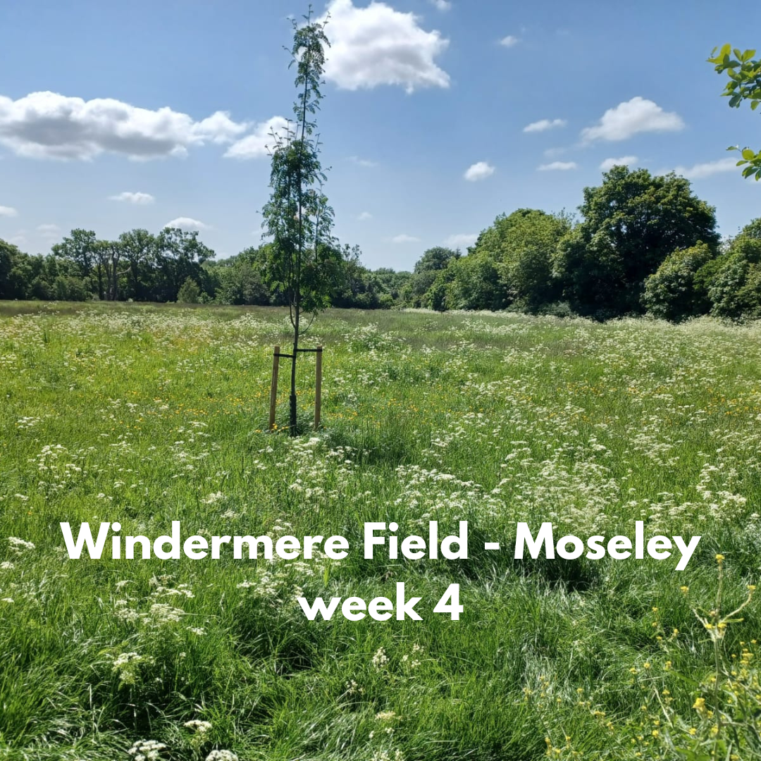 Windermere Fields week4