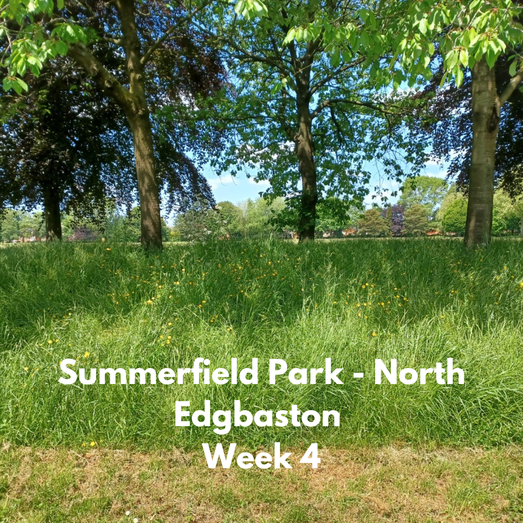 Summerfield Park Week 4