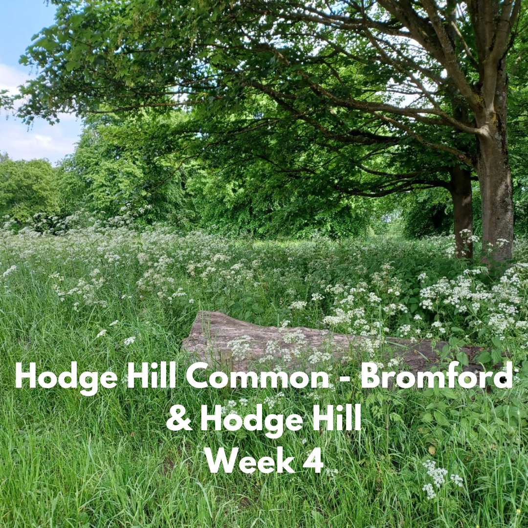 Hodge Hill Common week 4
